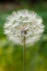 Purple Salsify seed head-Yosemite National Park-California Art Print